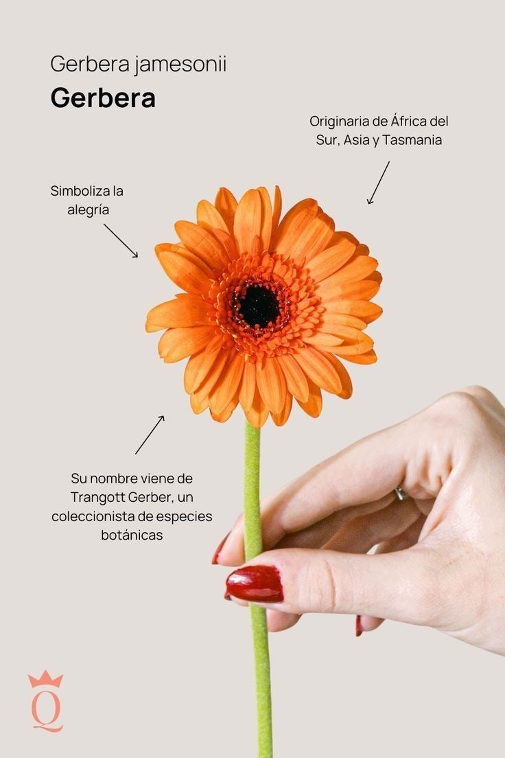 Arma TÚ arreglo