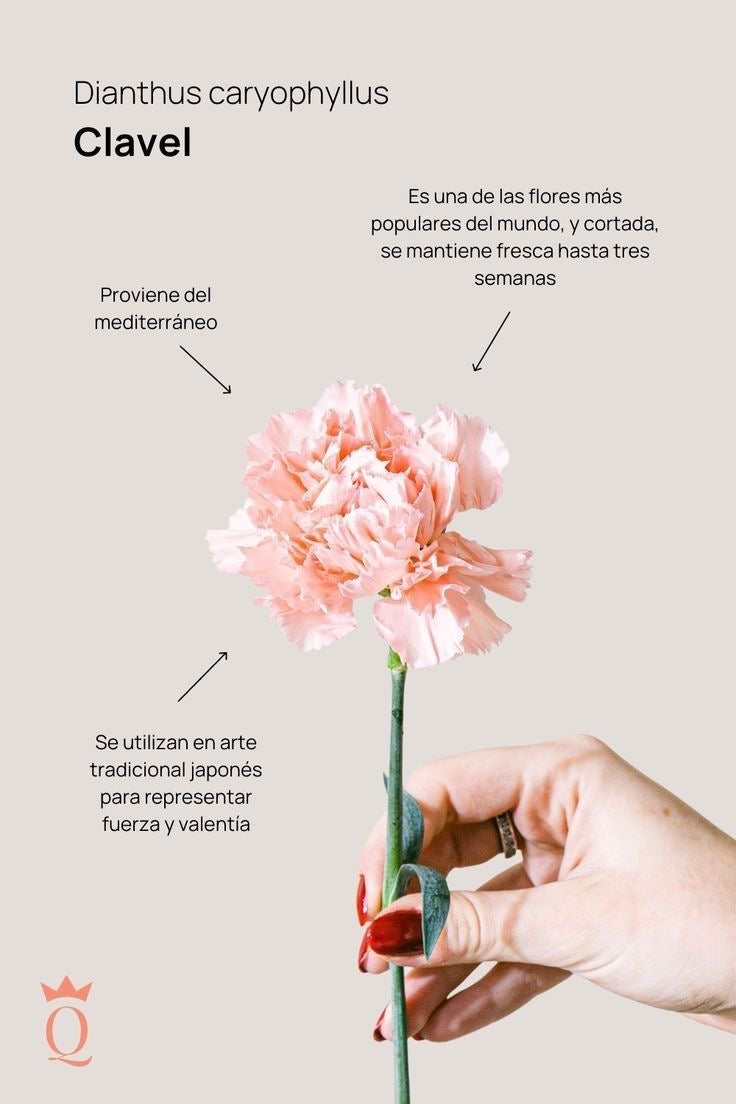 Arma TÚ arreglo