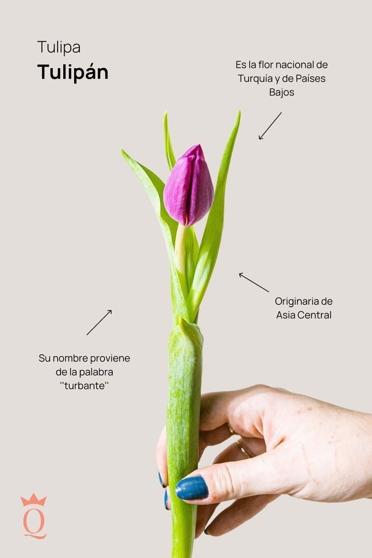 Arma TÚ arreglo