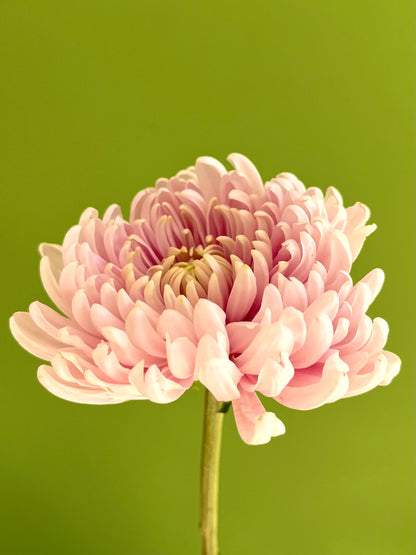 Arma TÚ arreglo